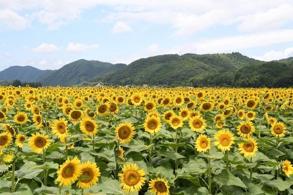 晴れの国おかやまで旬の白桃狩り大収穫&食べ放題祭り!!と南光町100万本の大ひまわり畑【河内磐船・枚方市・JR高槻発】1